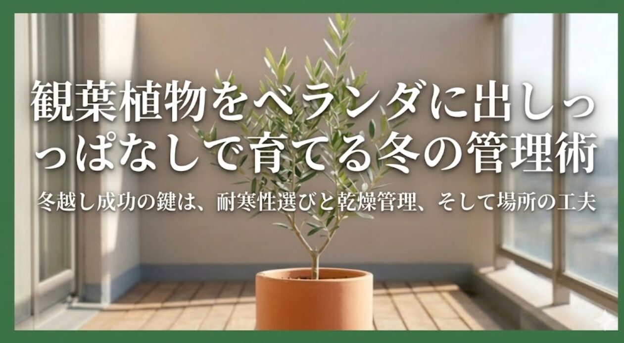 Gemini の回答 日当たりの良いマンションのベランダを背景に、中央に置かれたテラコッタ鉢に植えられたオリーブの木の写真。