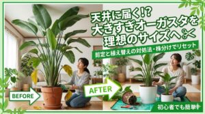 巨大オーガスタの剪定・植え替え前後の比較画像。割れた鉢から、新調した白い鉢へ。