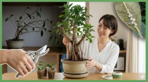 ガジュマルの正しい剪定方法と、放置することによる害虫リスク、挿し木での増やし方、癒合剤での保護、樹液対策など、記事の主要テーマを1枚に凝縮したアイキャッチ画像。