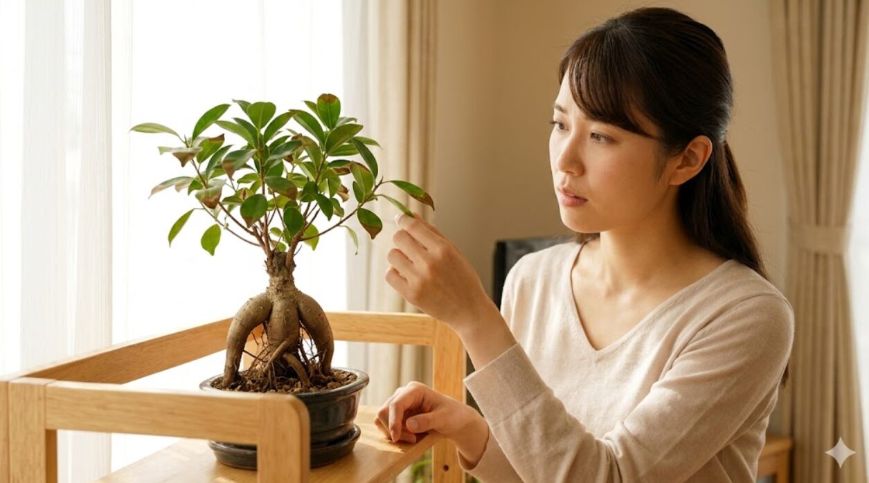 日本人の女性が自宅のリビングで、葉先が茶色くなったガジュマルの盆栽を心配そうに見つめ、葉に触れている様子。