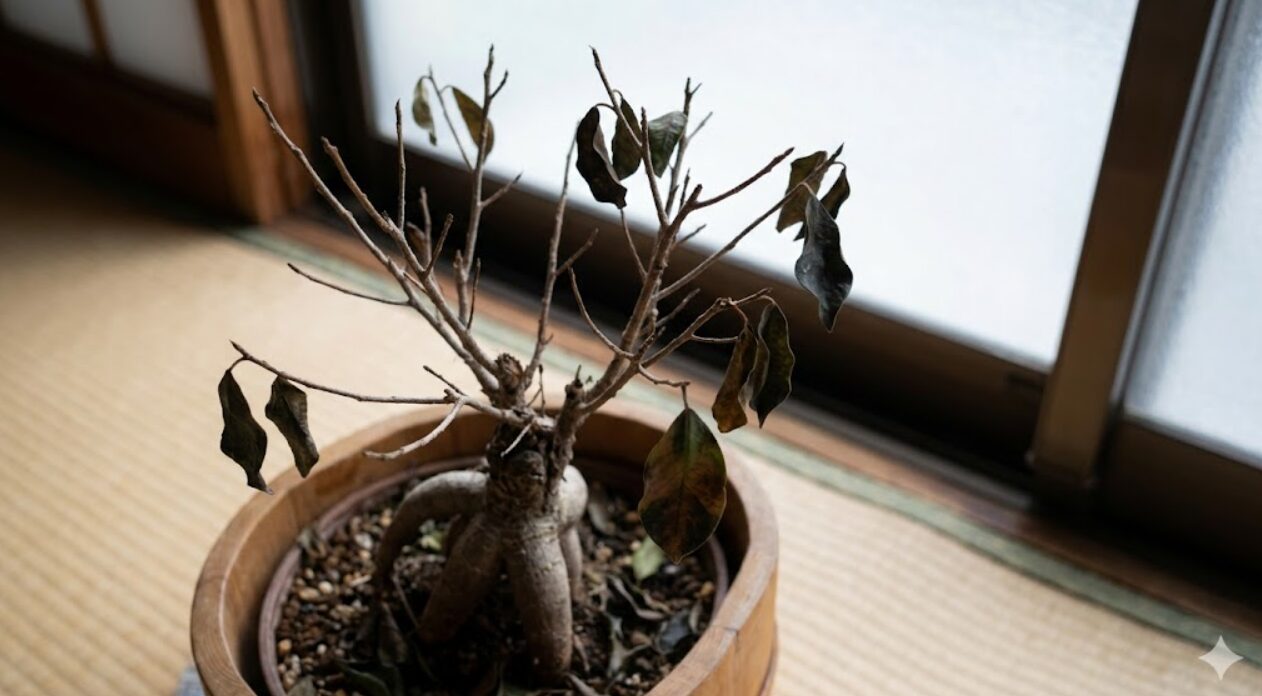 日本の伝統的な家屋で、冬の寒さによる低温障害で葉が茶色く変色し、多くが落葉してしまったガジュマルの盆栽。