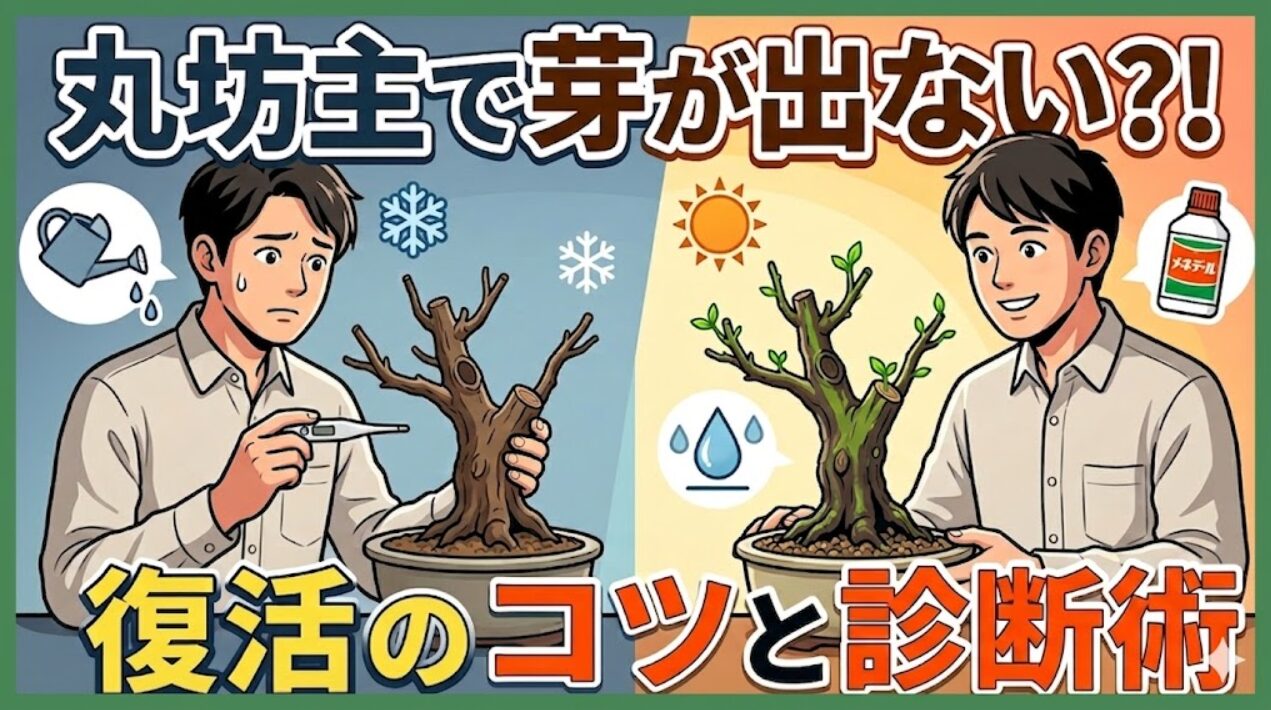 ガジュマルの丸坊主剪定後の復活をテーマにした、ダイナミックな分割イラスト。左側は「芽が出ない失敗例」として冷たいトーンで枯れた幹と温度計、右側は「新芽が吹く成功例」として温かいトーンで緑色の組織と笑顔。