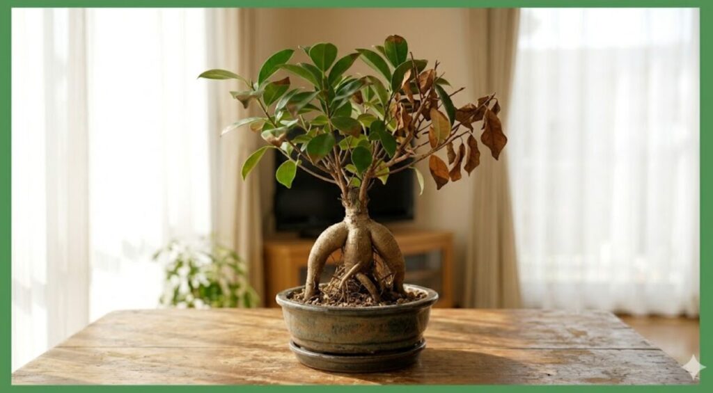 無地の緑色の枠で囲まれた、明るい日本のリビングに置かれたガジュマルの盆栽。鉢植えのガジュマルは、独特な気根（支柱根）が露出し、その上には茶色く枯れた葉と、再生して青々と茂った緑色の葉が共存しており、復活の過程がはっきりと見て取れる。窓からは柔らかな自然光が差し込み、植物を温かく照らしている。背景は緩やかにぼかされている。