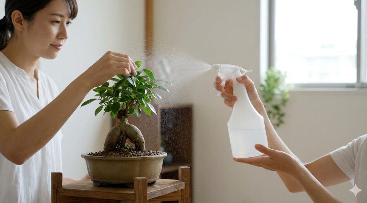 日本人の女性が自宅で、霧吹きを使い健康なガジュマルの葉に水を吹きかけ、乾燥を防ぐ「葉水（はみず）」を行っている様子。